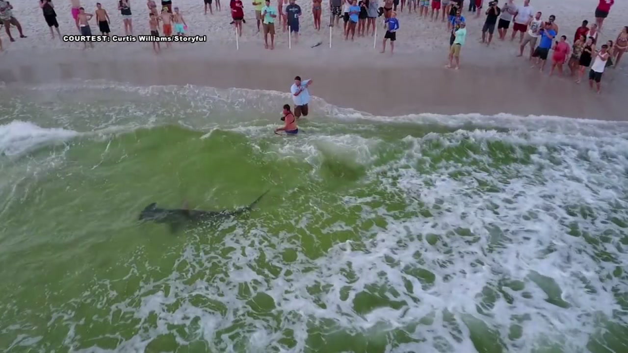 Drone video captures man reeling in hammerhead shark
